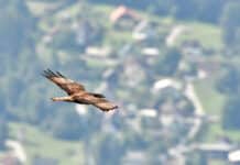 18. Greifvogelwochen im Naturpark Dobratsch eröffnet