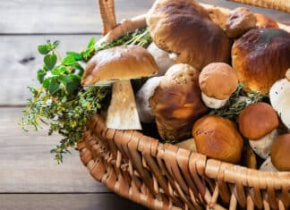 Pilzernte der Superlative: 66 Kilo auf Straniger Alm sichergestellt