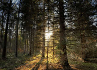 Nach Regen- und Feuchtwochen erholt sich Österreichs Wald – positive Sommerbilanz der Bundesforste!