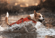 Hitzefalle Auto, glühender Asphalt: Die wichtigsten Tipps für Hundehalter im Überblick