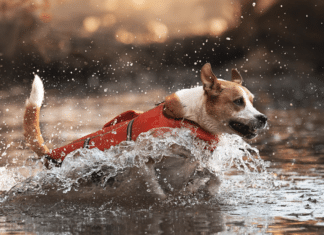 Hitzefalle Auto, glühender Asphalt: Die wichtigsten Tipps für Hundehalter im Überblick