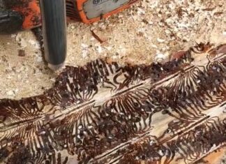 Borkenkäfer-Population im deutlichen Anstieg: Neues Dashboard unterstützt Waldbesitzer