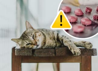 Österreichische Tierärztekammer warnt vor Tierarzneimittel aus dem Internet