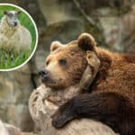 Zwei tote Schafe in Obertilliach: Genetische Tests bestätigen Bärenangriff