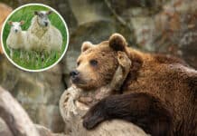 Zwei tote Schafe in Obertilliach: Genetische Tests bestätigen Bärenangriff