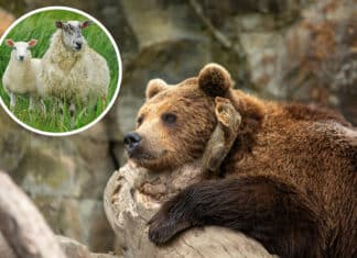 Zwei tote Schafe in Obertilliach: Genetische Tests bestätigen Bärenangriff