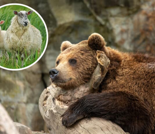 Zwei tote Schafe in Obertilliach: Genetische Tests bestätigen Bärenangriff