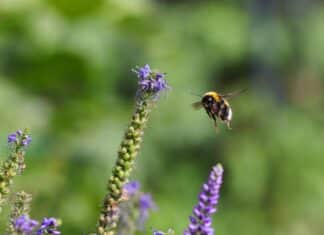 Wer brummt denn da? – Naturschutzbund ruft zum Hummelschutz auf!