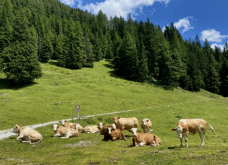 Blauzungenkrankheit breitet sich in Kärnten aus
