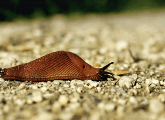 Sommer 2025 mit weniger Nacktschnecken: Experten führen Rückgang auf Wetter zurück