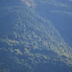 Flucht nach Verkehrskontrolle: Illegaler Mann in Kirchbach gesucht