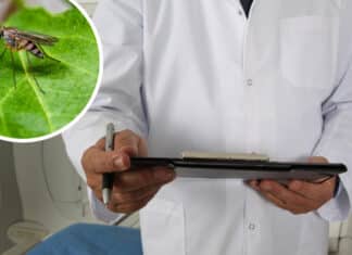 Mückenübertragene Erkrankungen erreichen weltweit neue Ausmaße