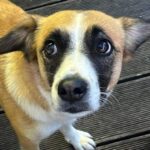 Update: Vermisste Hündin “Luna” ist wieder zuhause!