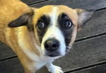 Update: Vermisste Hündin “Luna” ist wieder zuhause!