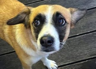 Update: Vermisste Hündin “Luna” ist wieder zuhause!