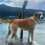 Hündin Luna wird seit Montag vermisst