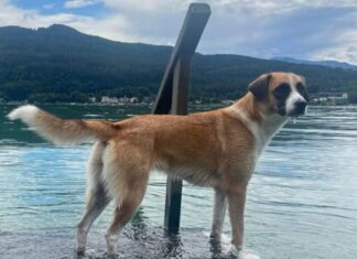 Hündin Luna wird seit Montag vermisst