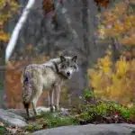 Risikowolf im Bezirk Villach-Land erlegt