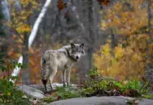 Risikowolf im Bezirk Villach-Land erlegt