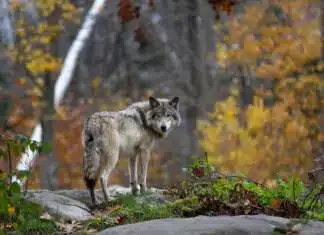 Risikowolf im Bezirk Villach-Land erlegt
