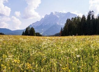 Inventar der Tierwelt in Kärnten: Hälfte der Arten steht auf der Roten Liste