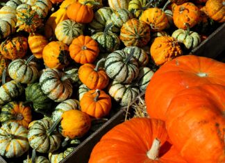Kürbissaison 2025: Die beliebtesten Sorten und Trends für Genießer im Überblick