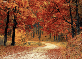 Kurzurlaub, Entspannung, Genuss: So verbringen Österreicher:innen ihre Herbstferien!