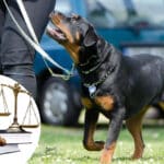 Tierquälerei-Prozess: Frau soll Hund über Monate mit Elektro-Halsband gequält haben