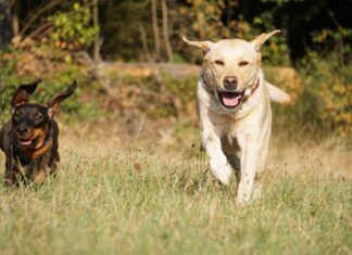 Team Kärnten/Köfer: Klares NEIN zur geplanten generellen Leinenpflicht für Hunde