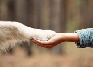 Welttierschutztag 2025: Junge Herzen, starkes Engagement und mehr Schutz für Tiere