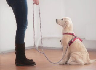 Kärntner Hundehaltungs- und Wildschutzverordnung wird beschlossen!