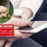 Welpenbetrug: 33-Jährige fällt auf perfide Online-Masche herein und verliert mehrere hundert Euro