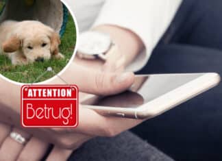 Welpenbetrug: 33-Jährige fällt auf perfide Online-Masche herein und verliert mehrere hundert Euro