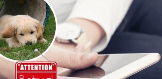 Welpenbetrug: 33-Jährige fällt auf perfide Online-Masche herein und verliert mehrere hundert Euro