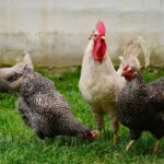 Vogelgrippe: Österreich gilt seit heute als Risikogebiet!