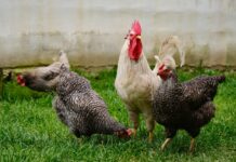 Vogelgrippe: Österreich gilt seit heute als Risikogebiet!