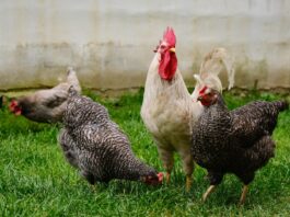 Vogelgrippe: Österreich gilt seit heute als Risikogebiet!