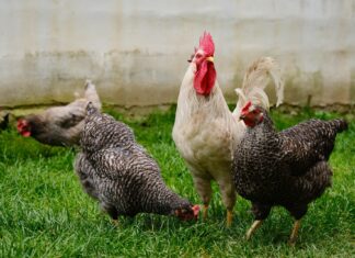 Vogelgrippe: Österreich gilt seit heute als Risikogebiet!