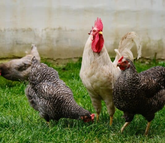 Vogelgrippe: Österreich gilt seit heute als Risikogebiet!