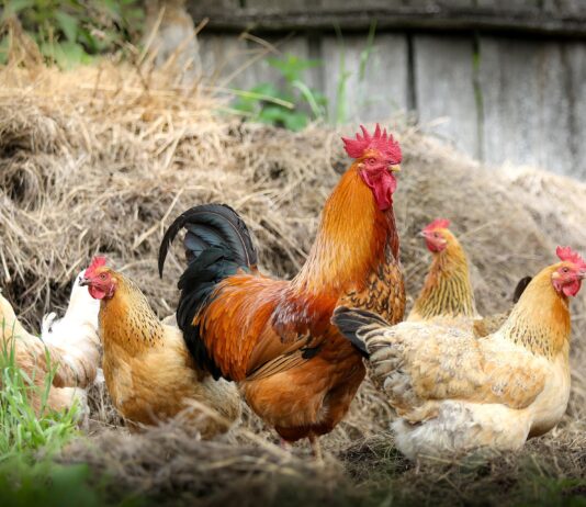 Vogelgrippe: Verordnung samt Präventionsmaßnahmen in Kraft!