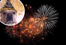 Silvester ohne Knallerei: Gemeinsam Verantwortung für den Schutz der Tiere übernehmen