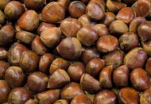 Maroni und Esskastanien im AK-Test: Vier Proben als ungenießbar eingestuft