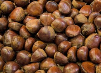 Maroni und Esskastanien im AK-Test: Vier Proben als ungenießbar eingestuft