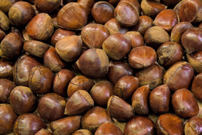 chestnut-7689874_1280