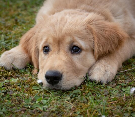 FPÖ-Angerer zu Vorwürfen gegen Hundetrainer in Kärnten: „Gewalt ist kein Hundetraining!“
