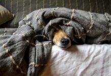 Silvester ohne Stress für Haustiere: Tipps für einen möglichst entspannten Jahreswechsel