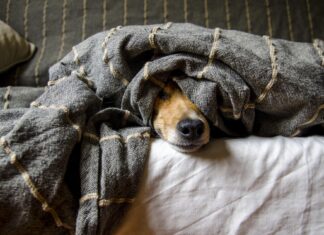 Silvester ohne Stress für Haustiere: Tipps für einen möglichst entspannten Jahreswechsel