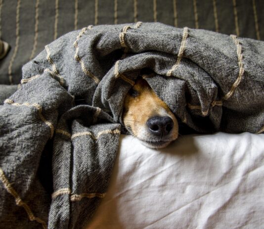 Silvester ohne Stress für Haustiere: Tipps für einen möglichst entspannten Jahreswechsel