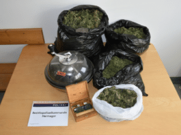 Drogenrazzia in der Gemeinde: 4,5 Kilogramm Cannabis bei Ehepaar mit Kleinkindern sichergestellt!