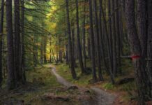 Baum des Jahres 2026: Die Lärche – robust, eindrucksvoll und ökologisch wertvoll